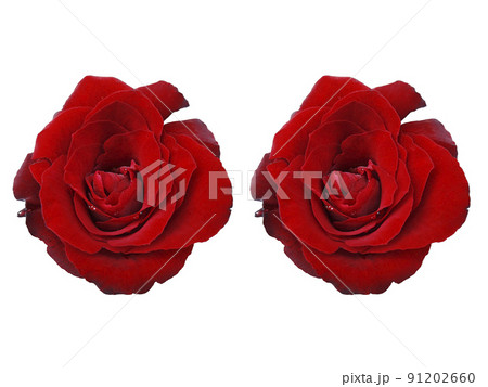 Red roses and rose petals on white background,Valentines day concept 91202660
