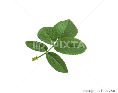 rose leaves on a white background rose leaves on a white background 91202750