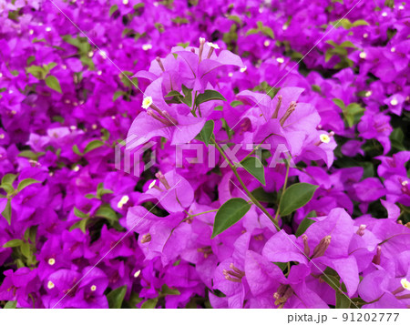 Blooming bougainvillea flowers background. Bright pink magenta bougainvillea flowers as a floral background. Bougainvillea flowers texture and background 91202777
