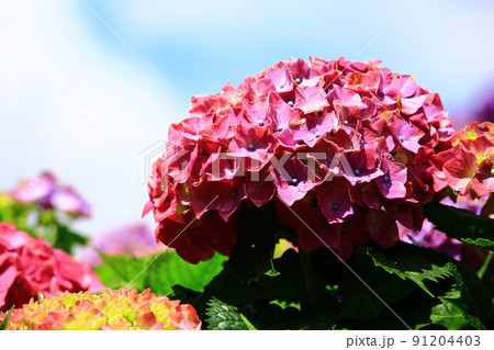 紫陽花 アジサイ あじさい 91204403