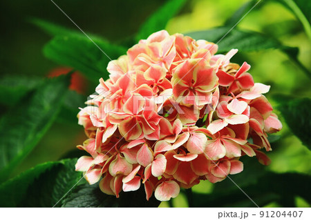 紫陽花 アジサイ あじさい 91204407