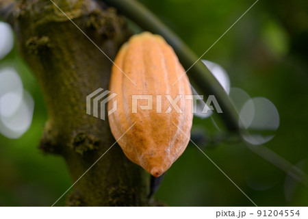 カカオの実 カカオの実 91204554