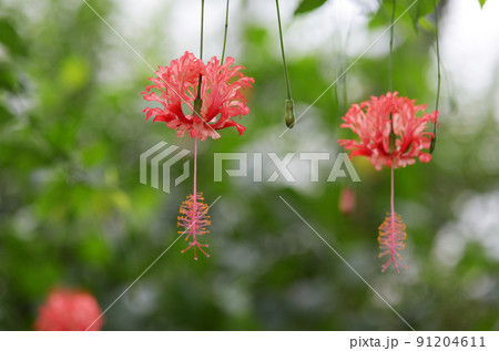 フウリンブッソウゲ フウリンブッソウゲ 91204611