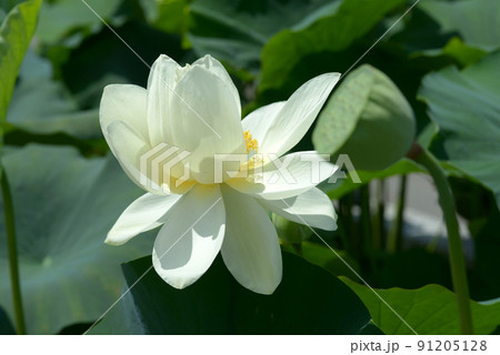 ハスの花 ハスの花 91205128