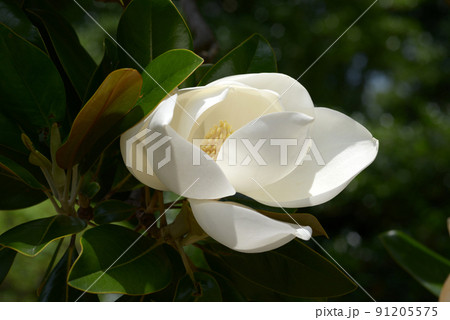 タイサンボクの花 91205575