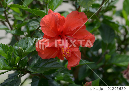 赤いハイビスカス 91205629