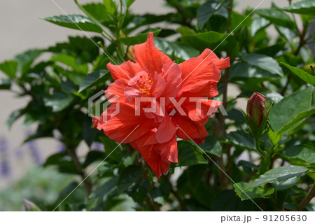 赤いハイビスカス 91205630