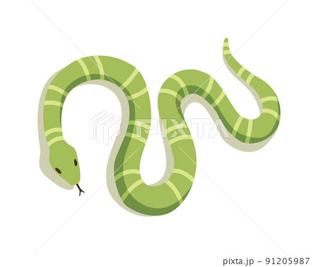 Venomous snake. Danger color animal. Poisonous reptile crawl. Decorative character, wildlife nature animal 91205987