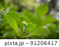 アジサイのつぼみ 91206417
