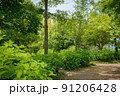 公園内の木々 91206428