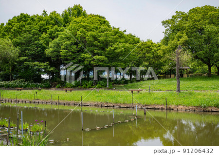 公園内の池 公園内の池 91206432
