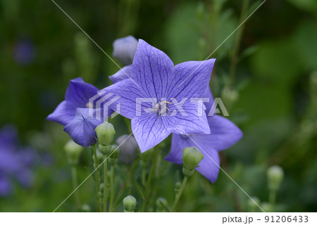 桔梗の花 桔梗の花 91206433