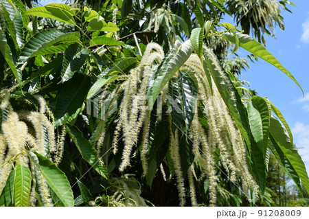 栗の花 白いクリーム色の花 栗の花 白いクリーム色の花 91208009