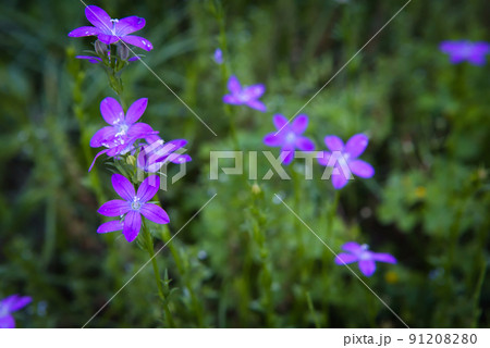 ヒナキキョウ草 91208280