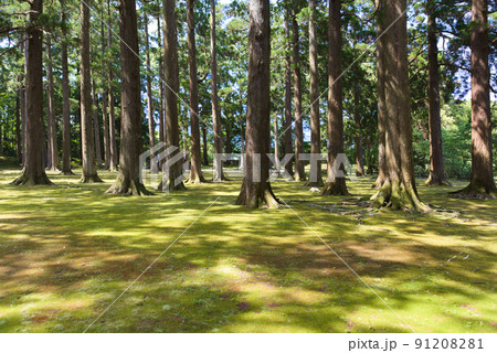 飫肥城内の飫肥杉 91208281