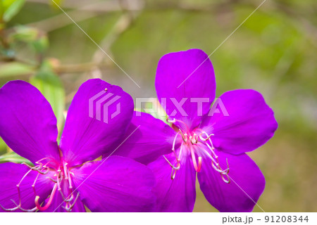 シコンノボタンの花 91208344