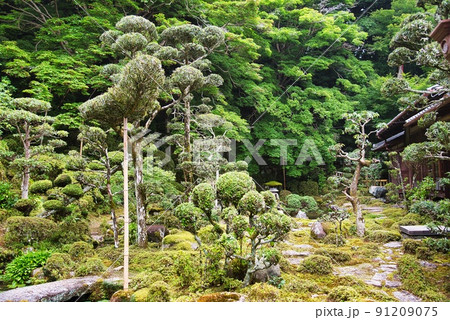 當麻寺西南院_庭園の緑の立ちあがった樹々たち 91209075