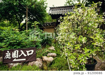 當麻寺中乃坊_香藕園の二本の樹木 91209086