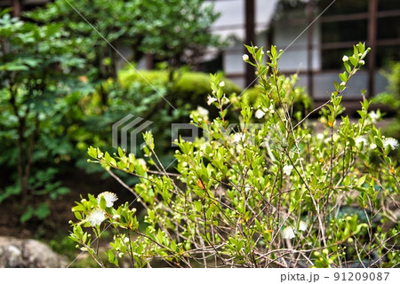 當麻寺中乃坊_香藕園の二本の樹木ら 91209087