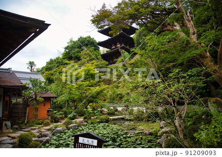 當麻寺中之坊_香藕園の二本の樹木 當麻寺中之坊_香藕園の二本の樹木 91209093