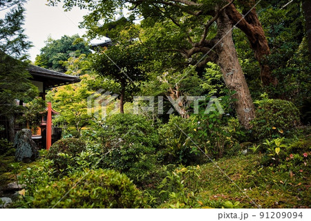 當麻寺中之坊_香藕園の二本の樹木 當麻寺中之坊_香藕園の二本の樹木 91209094