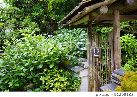 當麻寺中之坊_香藕園扉と苔とアジサイ 當麻寺中之坊_香藕園扉と苔とアジサイ 91209132