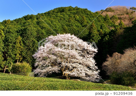 竹原地区の茶畑と淡墨桜 91209436