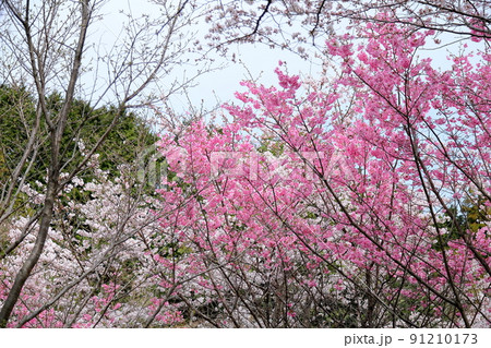 ヨウコウザクラの花 91210173