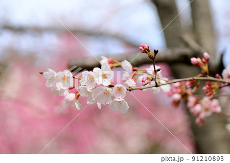 ソメイヨシノの花 91210893