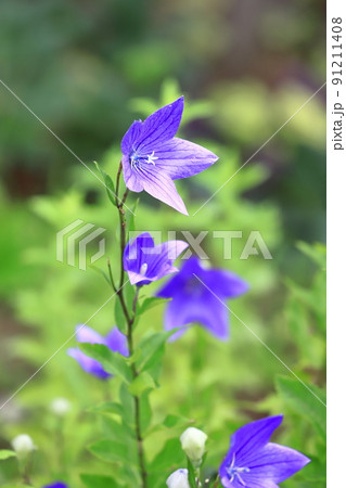 紫色の桔梗(キキョウ) 花とつぼみ 紫色の桔梗(キキョウ) 花とつぼみ 91211408