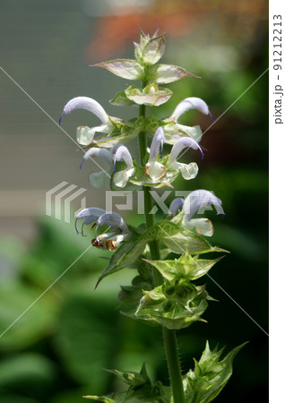 クラリセージ　花 91212213