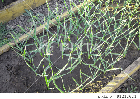 Vegetable bed of young garlic shoots. Organic vegetable garden with a modern garden bed with wooden sides 91212621