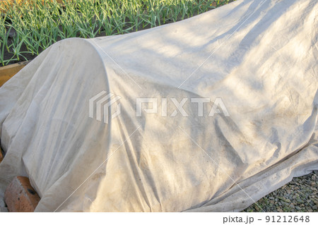 Growing seedlings of vegetables in the beds under the covering material, spunbond. The technology of heat conservation in the greenhouse, the concept of agriculture 91212648