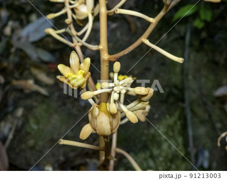 林の中に咲いているツチアケビの花 91213003