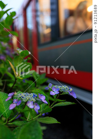 箱根登山電車_あじさいライトアップの絶景 箱根登山電車_あじさいライトアップの絶景 91213689