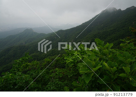 植物 風景 緑 91213779