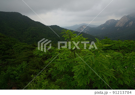 植物 風景 緑 91213784