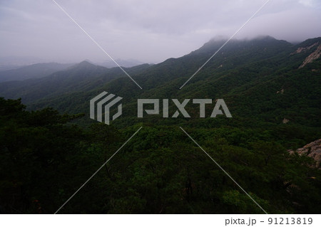 植物 風景 緑 91213819