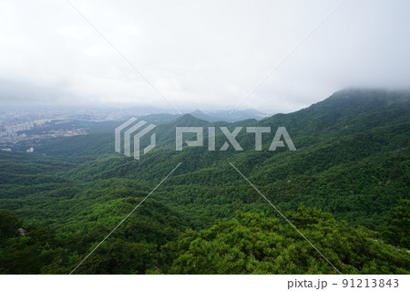 植物 風景 緑 91213843