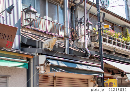 谷中銀座の屋根の猫/東京都台東区 谷中銀座の屋根の猫/東京都台東区 91213852
