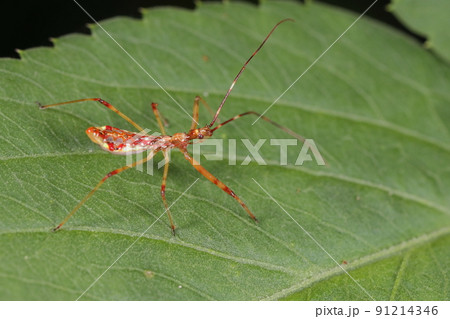 生き物 昆虫 ムツトゲサシガメ、若齢幼虫です。横から見ると短めですが立派な口吻が・・・ 生き物 昆虫 ムツトゲサシガメ、若齢幼虫です。横から見ると短めですが立派な口吻が・・・ 91214346