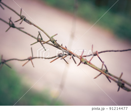 A barbed wire steel close up with green background A barbed wire steel close up with green background 91214477