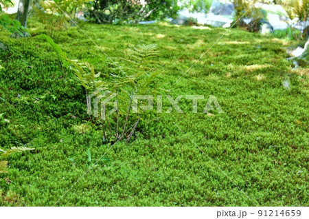 京都・嵯峨野 宝筐院の苔じゅうたん 京都・嵯峨野 宝筐院の苔じゅうたん 91214659