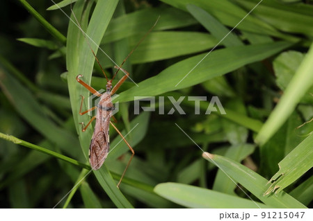生き物　昆虫　ムツトゲサシガメ、少し前まで八重山の謎のサシガメ。近年晴れて和名がついたそうです 91215047