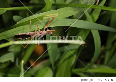 生き物　昆虫　ムツトゲサシガメ、六月の石垣島にて。こちらは成虫ですが幼虫もあちこちにいました 91215316