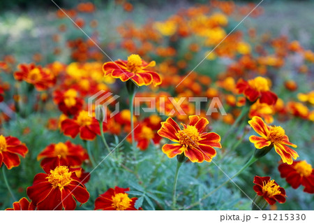 孔雀草の花のアップ 孔雀草の花のアップ 91215330