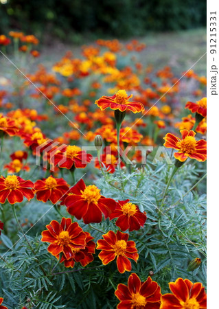 並ぶ孔雀草の花 91215331