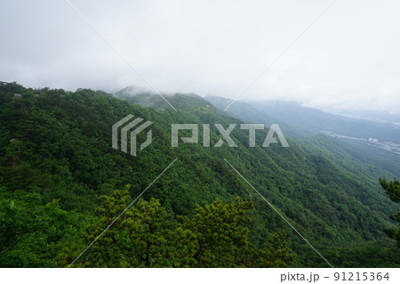 木 展望 旅行 91215364