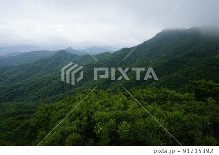 木 展望 旅行 91215392