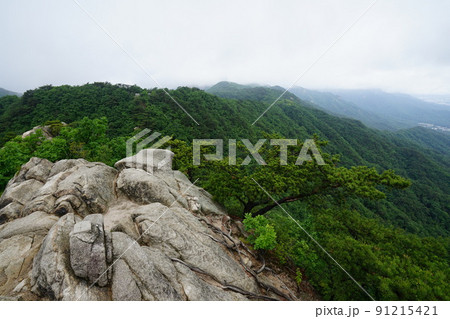 木 展望 旅行 91215421